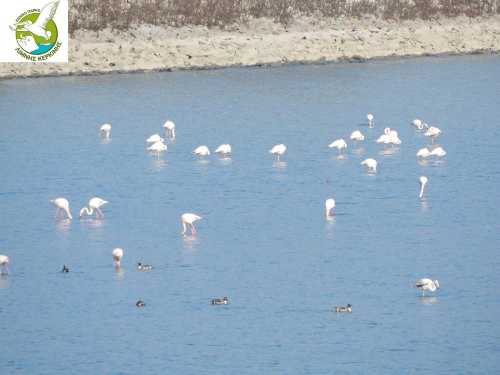 Kerkini Lake National Park