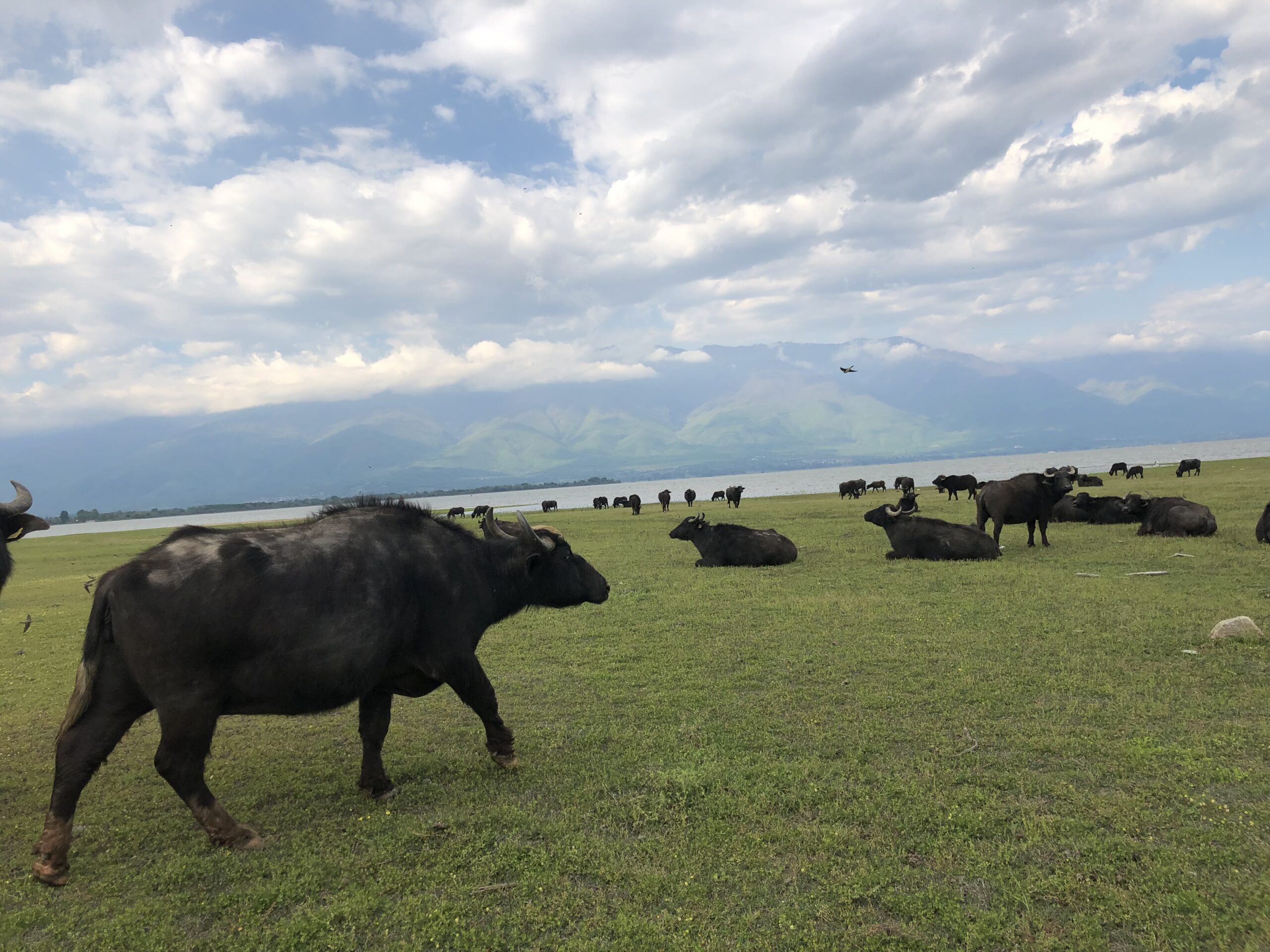 Βουβάλια Κερκίνης